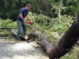 Best Tree Removal Service  in Belfair, WA