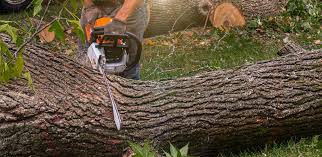 Best Hedge Trimming  in Belfair, WA