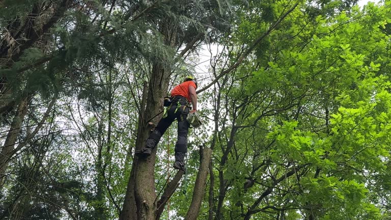 Best Hazardous Tree Removal  in Belfair, WA