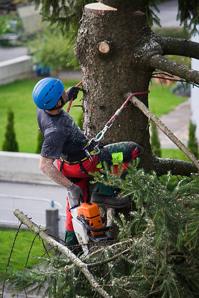 Best Weed Control Services  in Belfair, WA