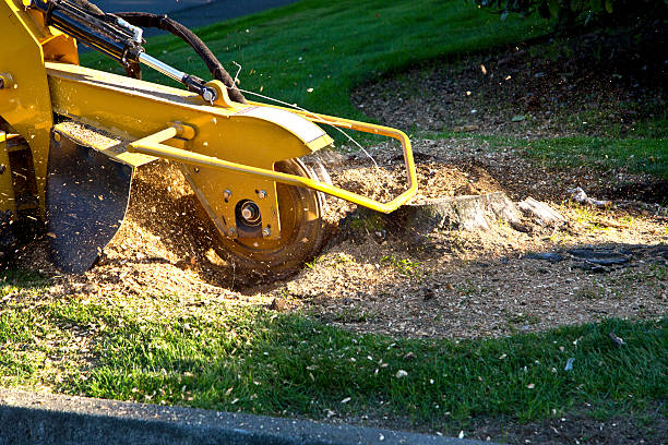 Professional  Tree Services in Belfair, WA