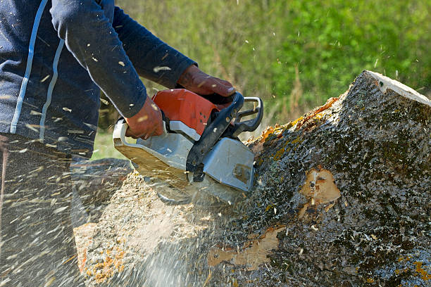 Best Emergency Tree Removal  in Belfair, WA