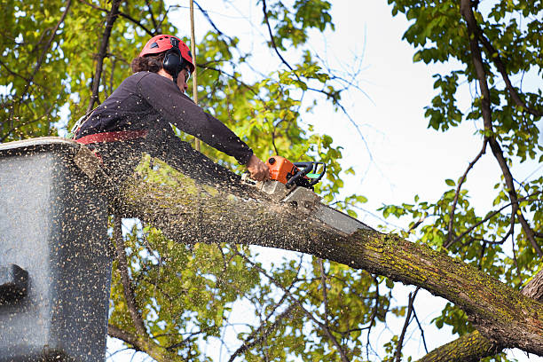 Why Choose Our Tree Removal Services in Belfair, WA?